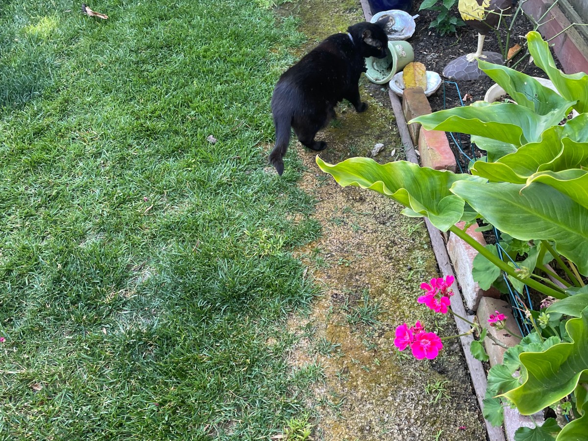 Lessons in Mental Health: Reentering the Dating Pool After a Decade of&nbsp;Healing