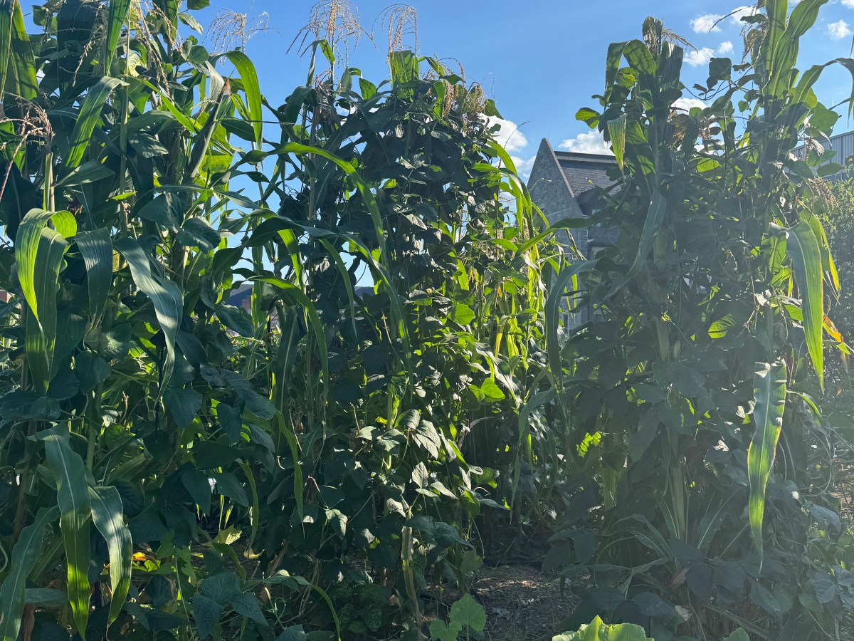 Summer School, Shame, and Saving Community&nbsp;Spaces