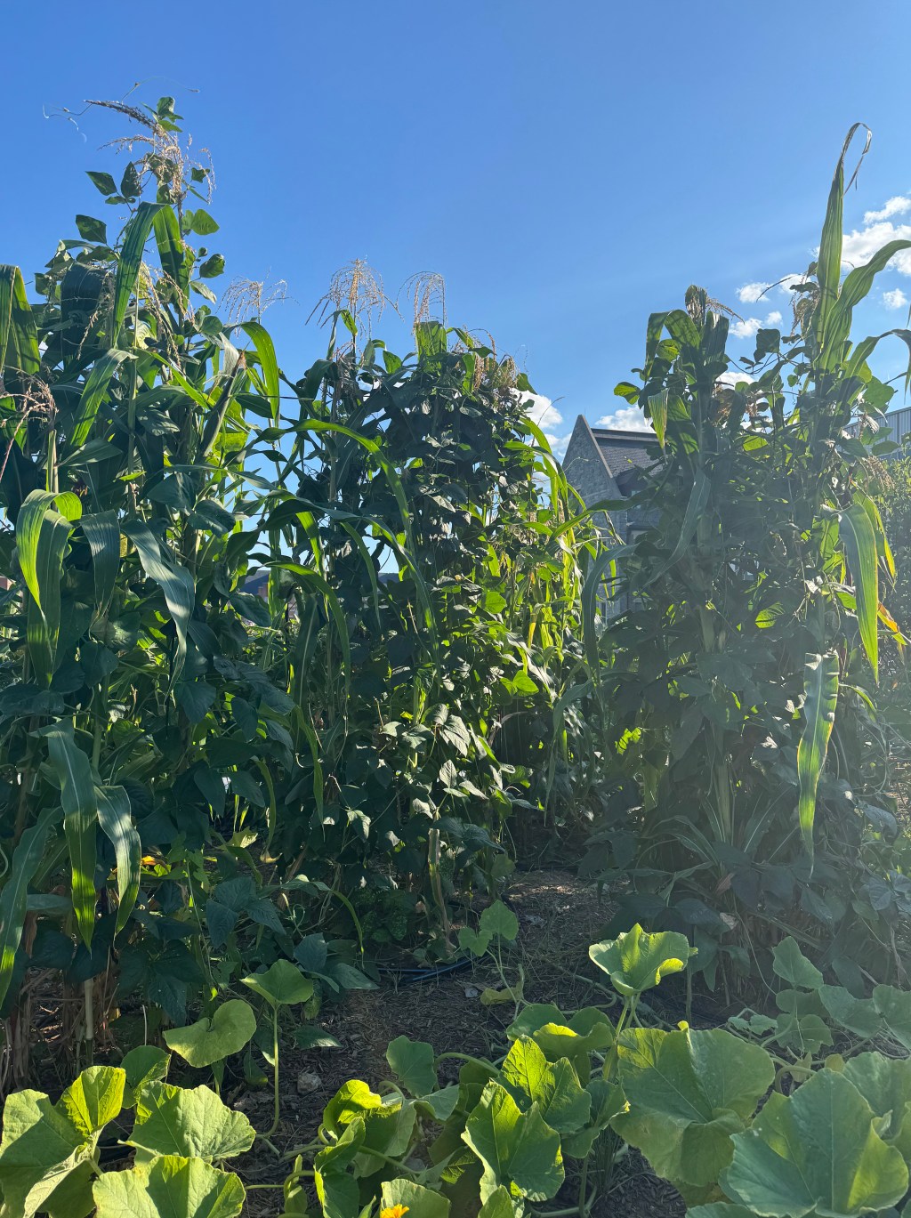 Summer School, Shame, and Saving Community&nbsp;Spaces